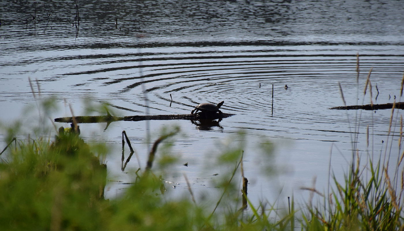 04a Squaw Creek NWF Wetlands Erosion Control